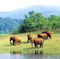 Periyar tour, wildlife in south india