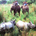 chitwan national park, wildlife in nepal