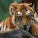 Golden Triangle with corbett tour