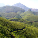 Munnar south india