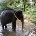 Kerala wildlife tour, wildlife in kerala