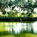 backwater in kerala