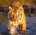 wildlife in rajasthan, rajasthan wildlife tour